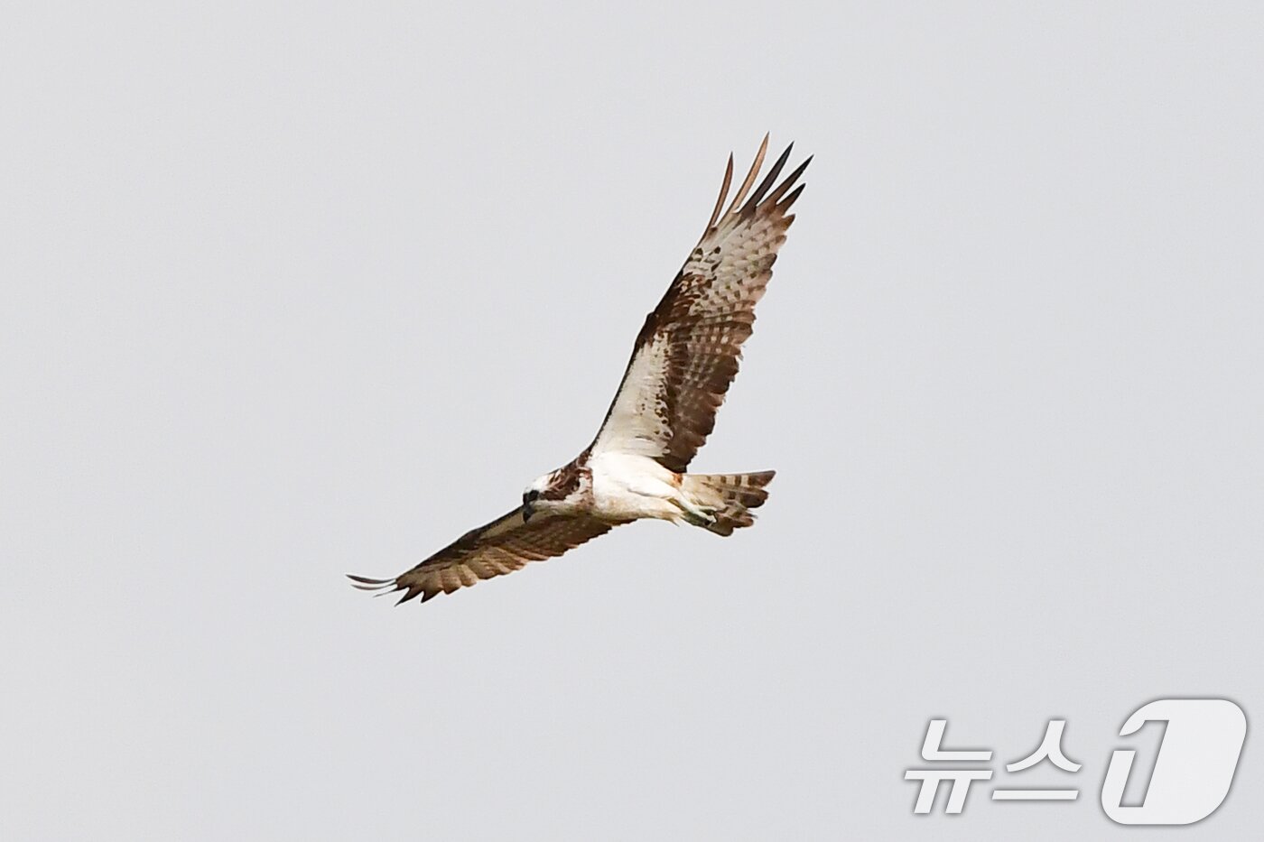 본문 이미지 - 10일 경북 포항시 남구 연일읍 형산강 상공에서 환경부 멸종위기 야생생물 II급 물수리가 물고기 사냥을 준비하고 있다. ⓒ News1 최창호 기자
