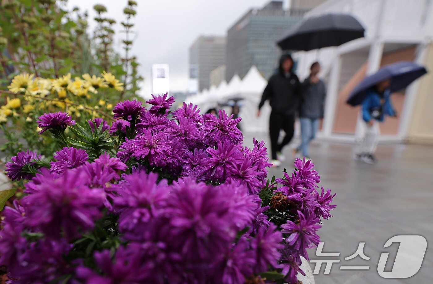 본문 이미지 - 추석 연휴가 끝난 10일 서울 종로구 광화문광장에서 시민들이 우산을 쓴 채 발걸음을 옮기고 있다. 2025.10.10/뉴스1 ⓒ News1 김성진 기자