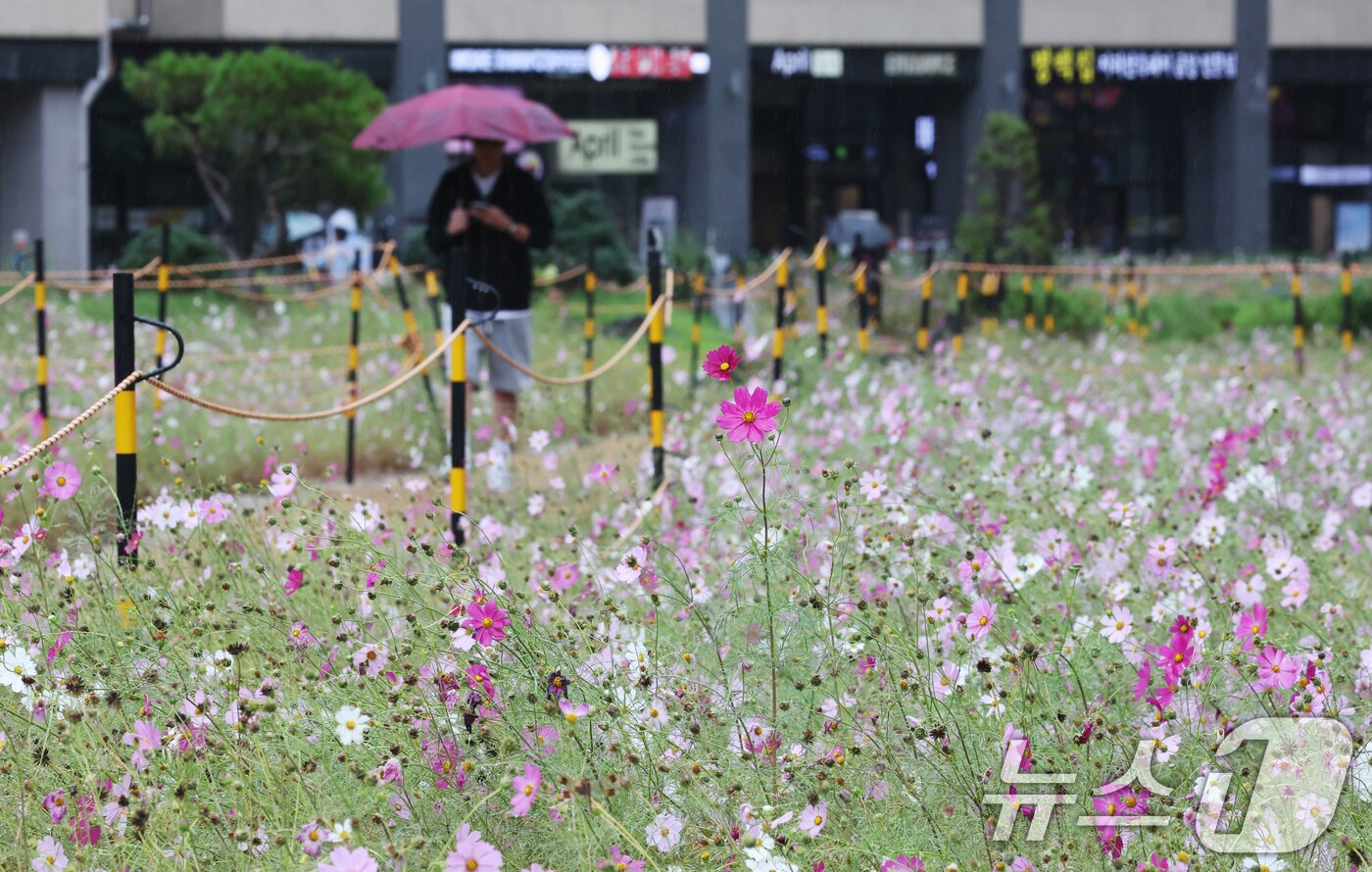본문 이미지 - 수도권 곳곳에 가을비가 내린 10일 경기 수원시 영통구 경기도청 인근에서 시민들이 우산을 쓰고 지나가고 있다. 2025.10.10/뉴스1 ⓒ News1 김영운 기자