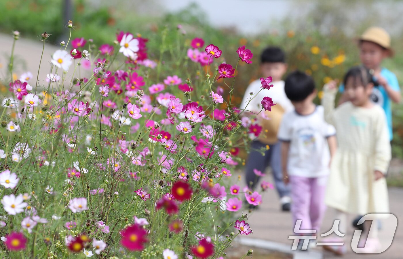 본문 이미지 - 10일 오후 경북 경산시 하양읍 대부잠수교 옆 하양경관농업단지로 나들이 나온 어린이들이 활짝 핀 코스모스를 따라 산책하고 있다. 2025.10.10/뉴스1 ⓒ News1 공정식 기자