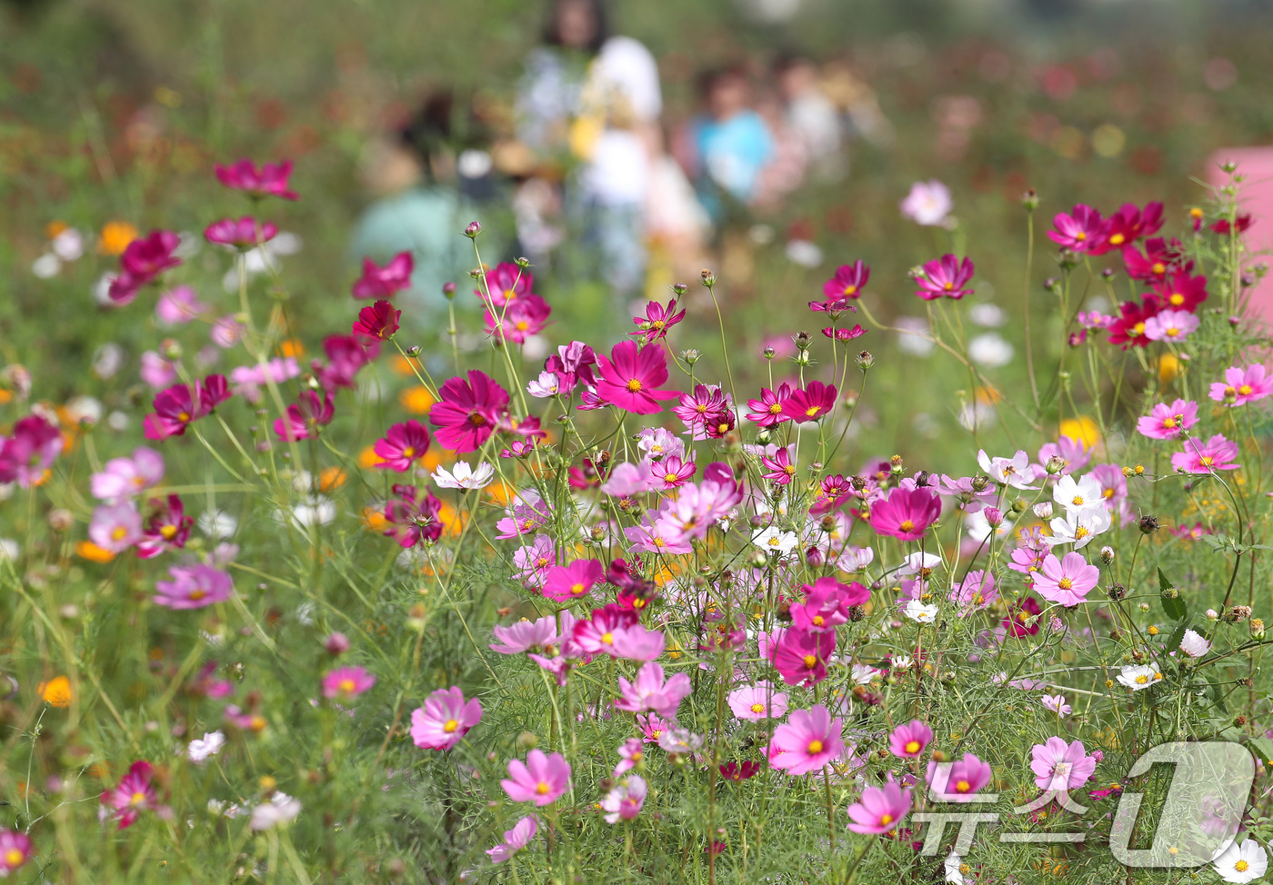 (경산=뉴스1) 공정식 기자 = 10일 오후 경북 경산시 하양읍 대부잠수교 옆 하양경관농업단지를 찾은 시민들이 활짝 핀 코스모스를 따라 산책하며 가을 정취를 만끽하고 있다.  20 …