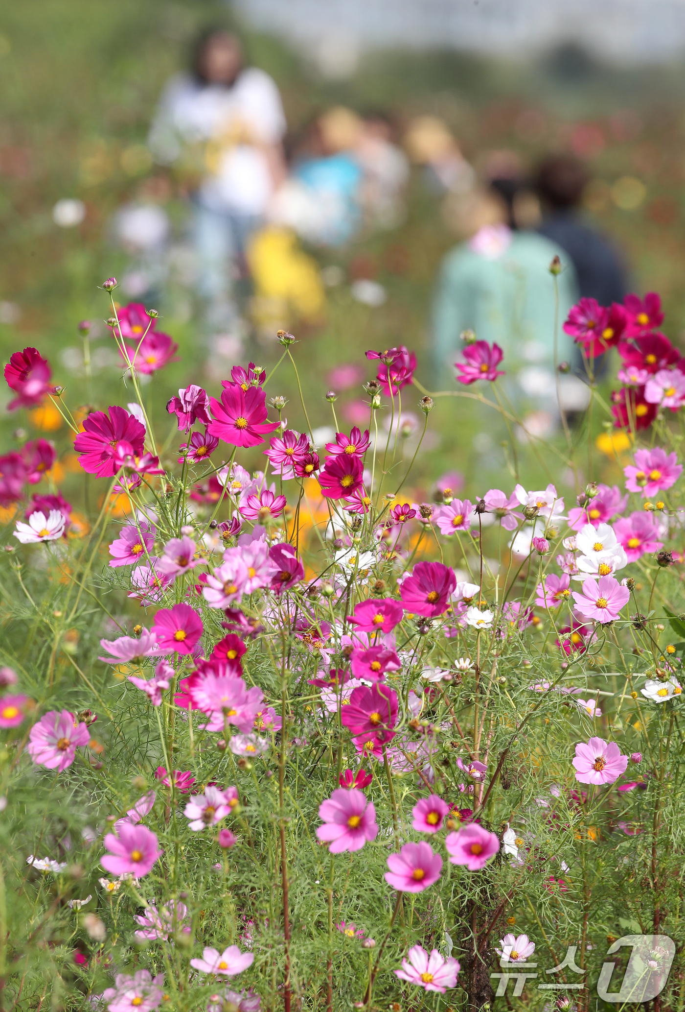 (경산=뉴스1) 공정식 기자 = 10일 오후 경북 경산시 하양읍 대부잠수교 옆 하양경관농업단지를 찾은 시민들이 활짝 핀 코스모스를 따라 산책하며 가을 정취를 만끽하고 있다.  20 …