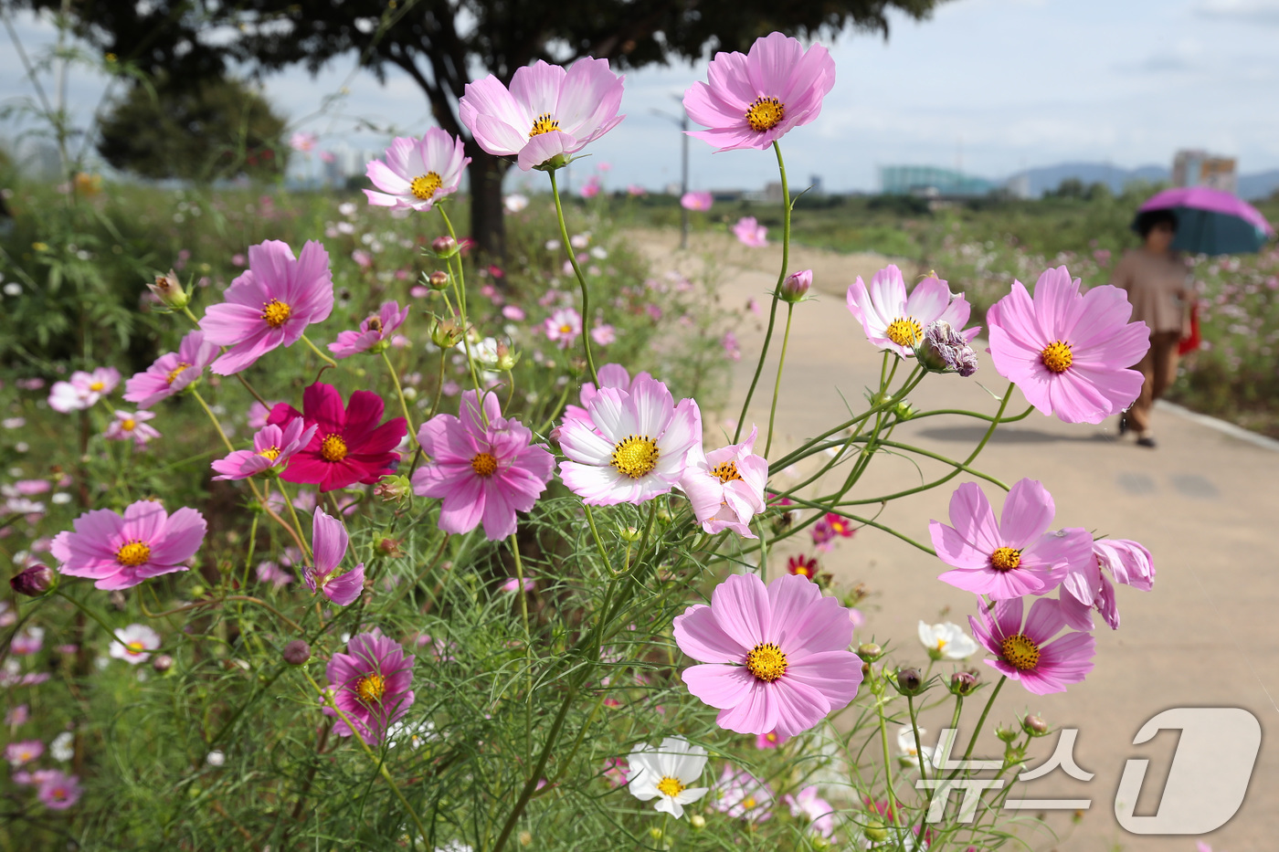 (경산=뉴스1) 공정식 기자 = 10일 오후 경북 경산시 하양읍 대부잠수교 옆 하양경관농업단지를 찾은 시민들이 활짝 핀 코스모스를 따라 산책하며 가을 정취를 만끽하고 있다.  20 …