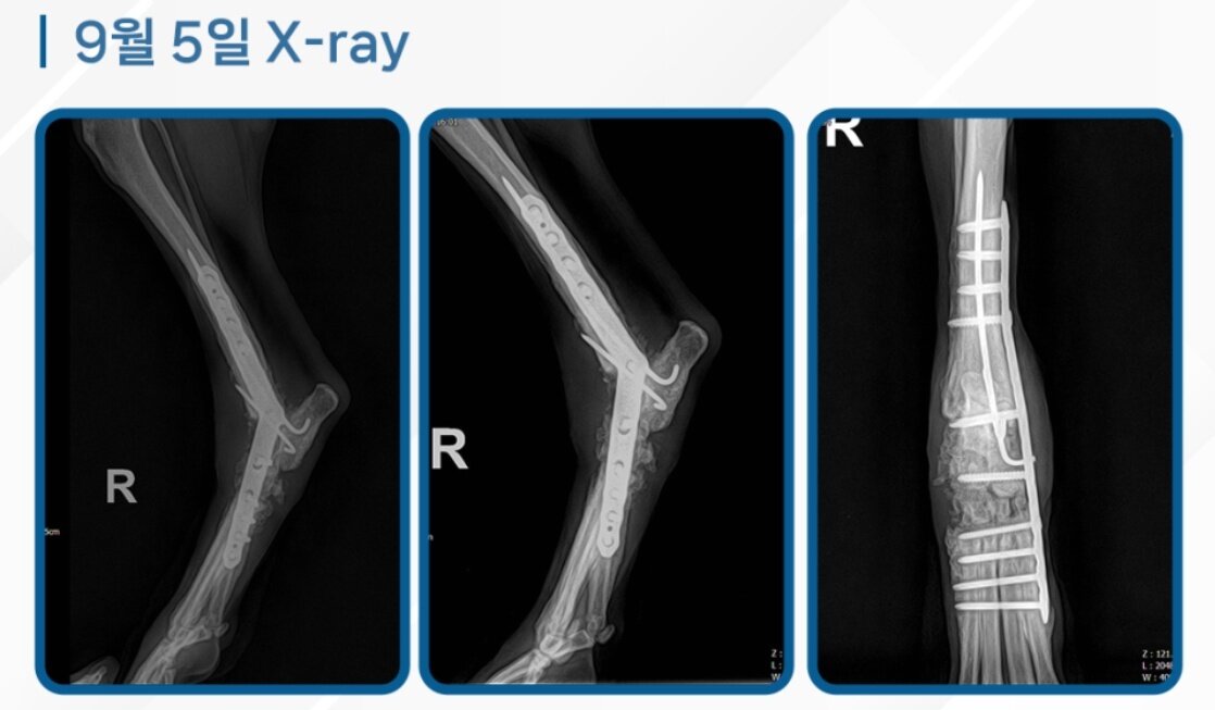 본문 이미지 - 관절고정술 후 파랑이의 엑스레이 영상&#40;로얄동물메디컬센터 제공&#41; ⓒ 뉴스1