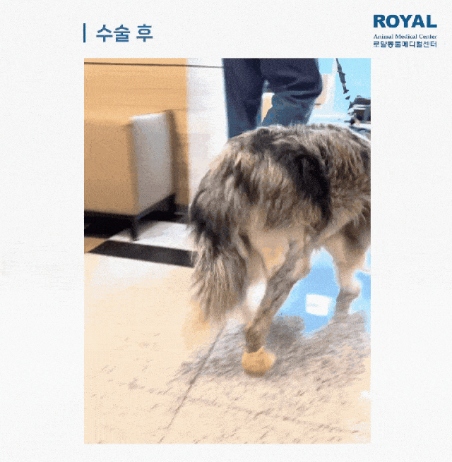 본문 이미지 - 수술 후 파랑이의 보행 모습&#40;로얄동물메디컬센터 제공&#41; ⓒ 뉴스1