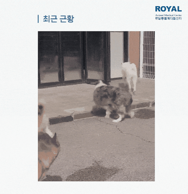 본문 이미지 - 건강하게 생활하고 있는 파랑이 최근 모습&#40;로얄동물메디컬센터 제공&#41; ⓒ 뉴스1