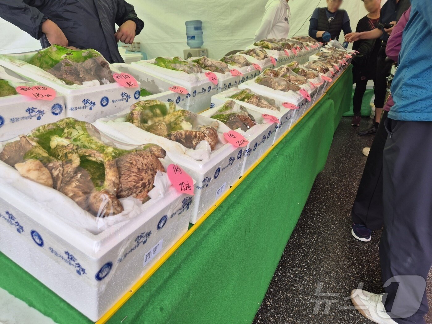 본문 이미지 - 지난 10일 강원 양양군 남대천 일대에서 개막한 양양송이축제장에서 방문객들이 부스에 진열된송이를 고르고 있다. &#40;뉴스1  DB&#41;ⓒ News1 윤왕근 기자