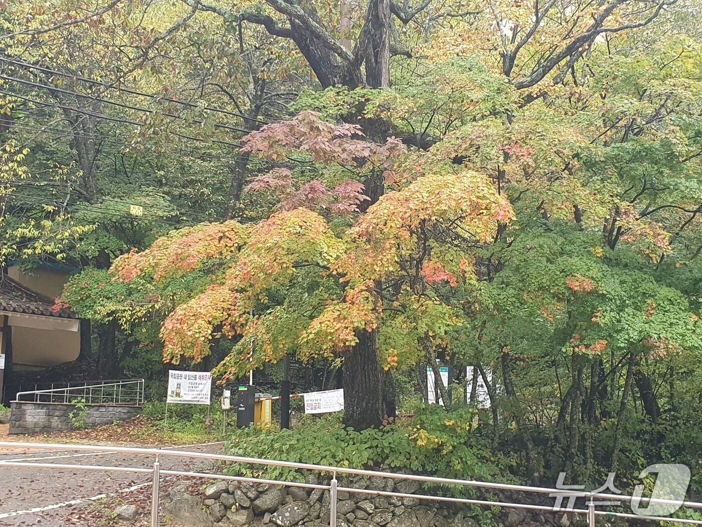 본문 이미지 - 지난 7일 관측된 오대산 첫 단풍.(기상청 제공, 재판매 및 DB 금지) 2025.10.10/뉴스1