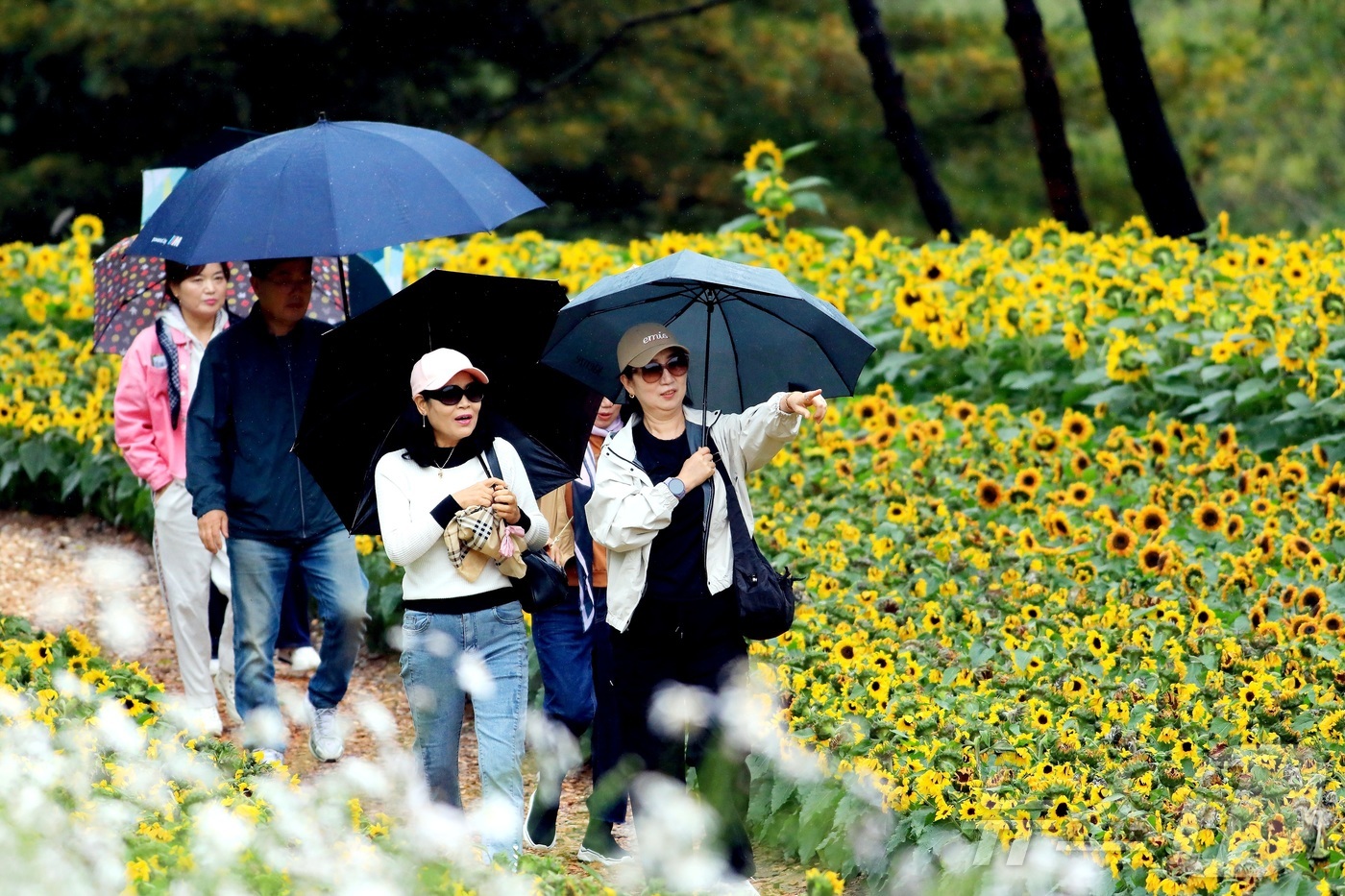 (인제=뉴스1) 한귀섭 기자 = 11일 강원 인제 북면 용대리 일원에서 열리는 가을꽃 축제장을 찾은 관광객들이 우산을 쓰고 가을 정취를 만끽하고 있다.지난달 27일 개막한 축제는 …