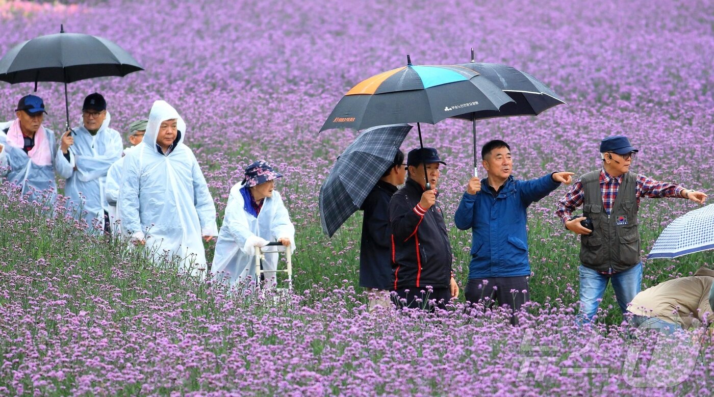 본문 이미지 - 토요일인 11일 강원 인제 북면 용대리 일원에서 열리는 가을꽃 축제장을 찾은 관광객들이 우산을 쓰고 가을 정취를 만끽하고 있다. 지난달 27일 개막한 축제는 ‘인제에서 꽃길만 걷자’를 주제로 오는 19일까지 이어진다. &#40;인제군 제공. 재판매 및 DB금지&#41; 2025.10.11/뉴스1 ⓒ News1 한귀섭 기자