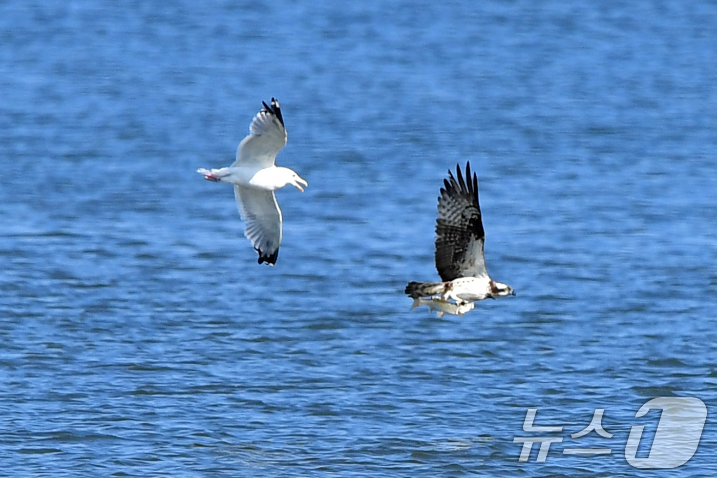 (포항=뉴스1) 최창호 기자 = 11일 경북  포항시 남구 연일읍 형산강에서 물고기를 잡은 환경부 멸종위기 야생생물 II급 물수리가 갈매기를 피해 날아가고 있다. 2025.10.1 …