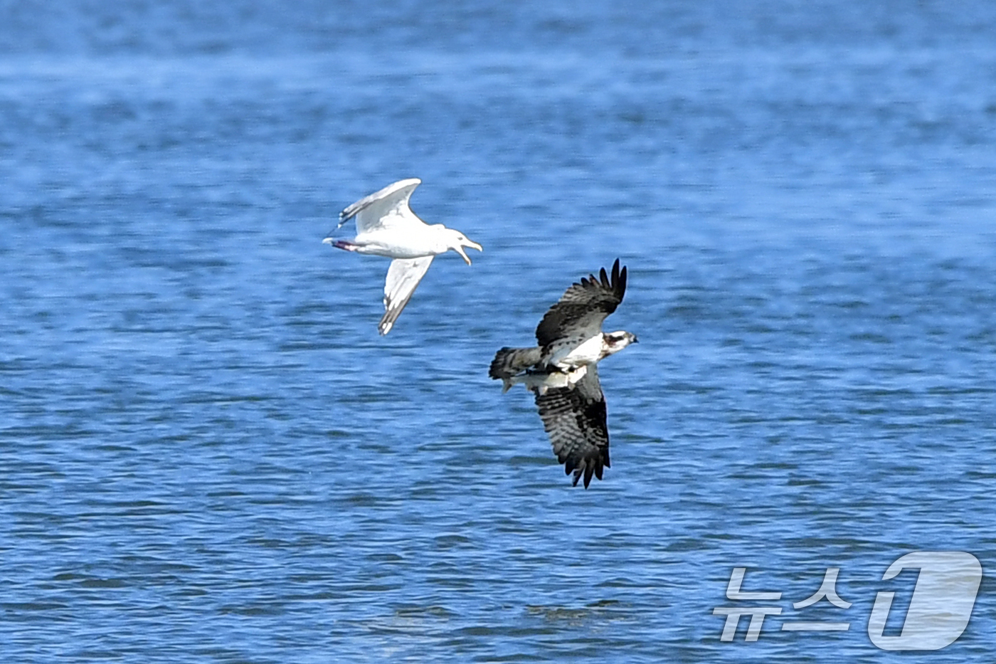 (포항=뉴스1) 최창호 기자 = 11일 경북  포항시 남구 연일읍 형산강에서 물고기를 잡은 환경부 멸종위기 야생생물 II급 물수리가 갈매기를 피해 날아가고 있다. 2025.10.1 …