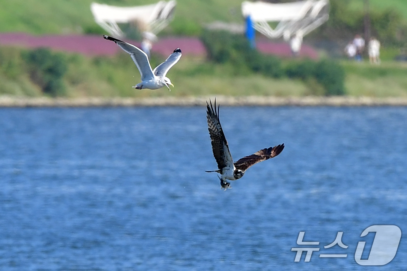 (포항=뉴스1) 최창호 기자 = 11일 경북  포항시 남구 연일읍 형산강에서 물고기를 잡은 환경부 멸종위기 야생생물 II급 물수리가 갈매기를 피해 날아가고 있다.  2025.10. …