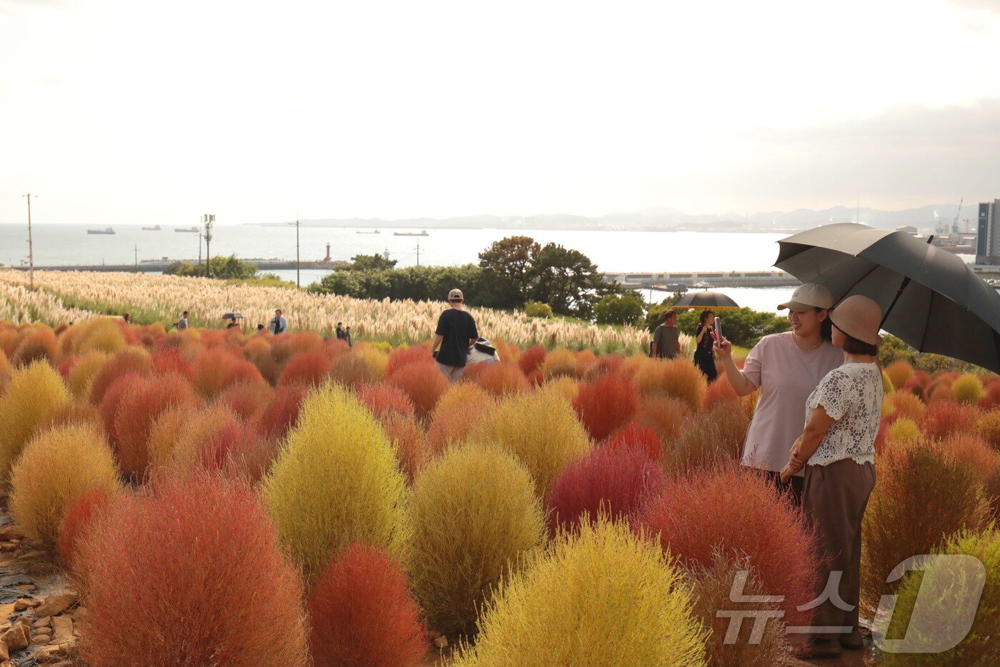 본문 이미지 - 연휴 마지막날인 12일 울산 동구 슬도 초화단지를 찾은 시민들이 붉게 물들어가는 댑싸리 사이로 나들이를 하고 있다. 2025.10.12/뉴스1 ⓒ News1 김세은 기자