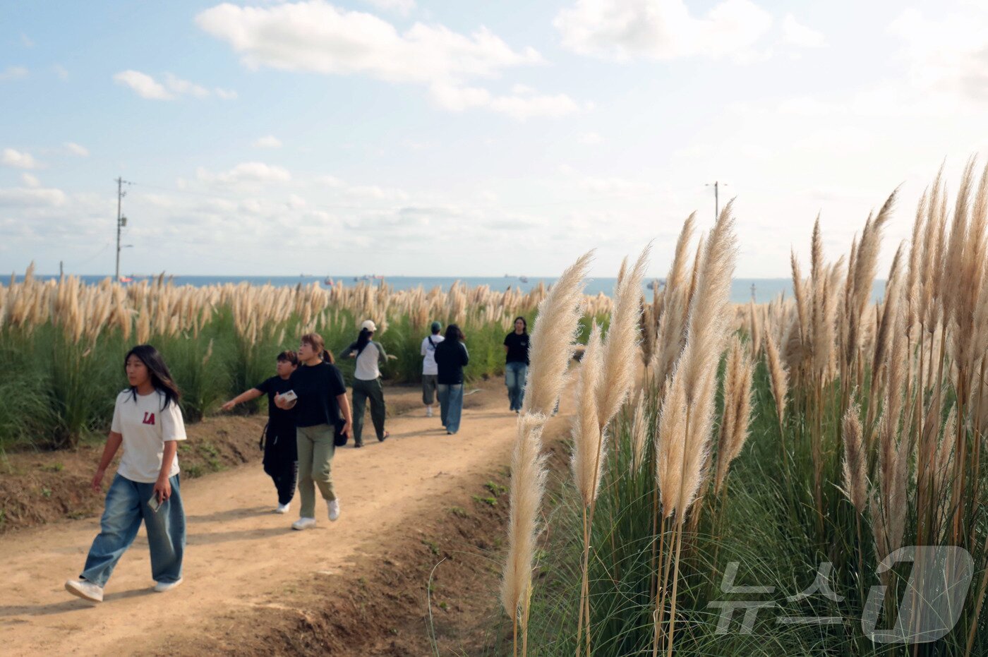 본문 이미지 - 연휴 마지막날인 12일 울산 동구 슬도 초화단지를 찾은 시민들이 팜파스그라스 사이에서 나들이를 즐기고 있다. 2025.10.12/뉴스1 ⓒ News1 김세은 기자