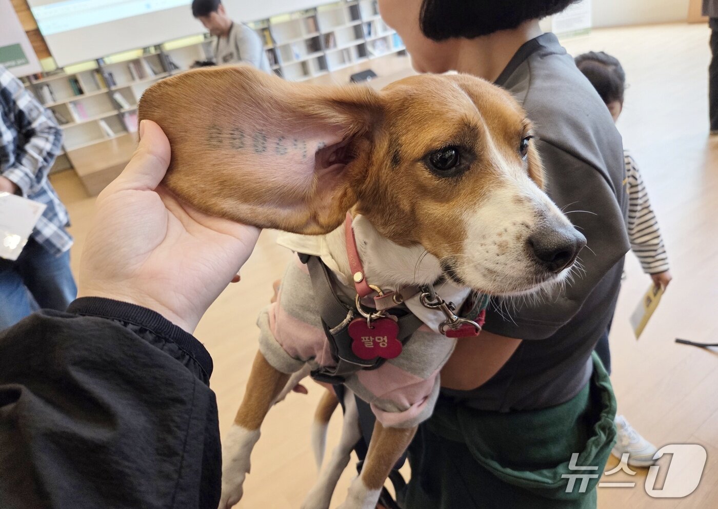 본문 이미지 - 구조된 실험 비글 &#39;팔멍이&#39;의 귀에 번호가 새겨져 있다.ⓒ 뉴스1 한송아 기자