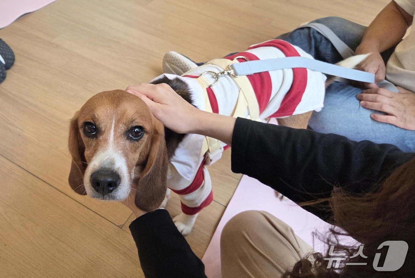본문 이미지 - 가족을 찾으러 온 실험 비글 &#39;오멍&#39; ⓒ 뉴스1 한송아 기자