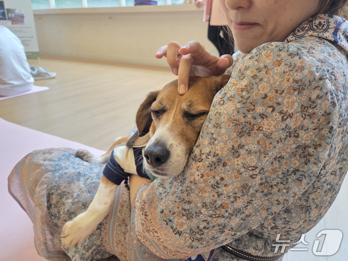본문 이미지 - 마사지 받으며 사람 손길을 즐기는 비글 &#39;십분&#39; ⓒ 뉴스1 한송아 기자