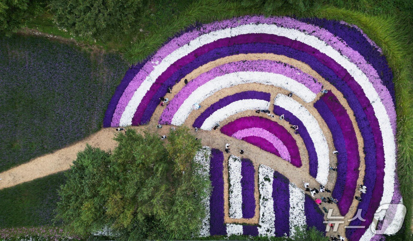 본문 이미지 - 2025 가을꽃 축제.&#40;인제군 제공. 재판매 및 DB금지&#41;/뉴스1