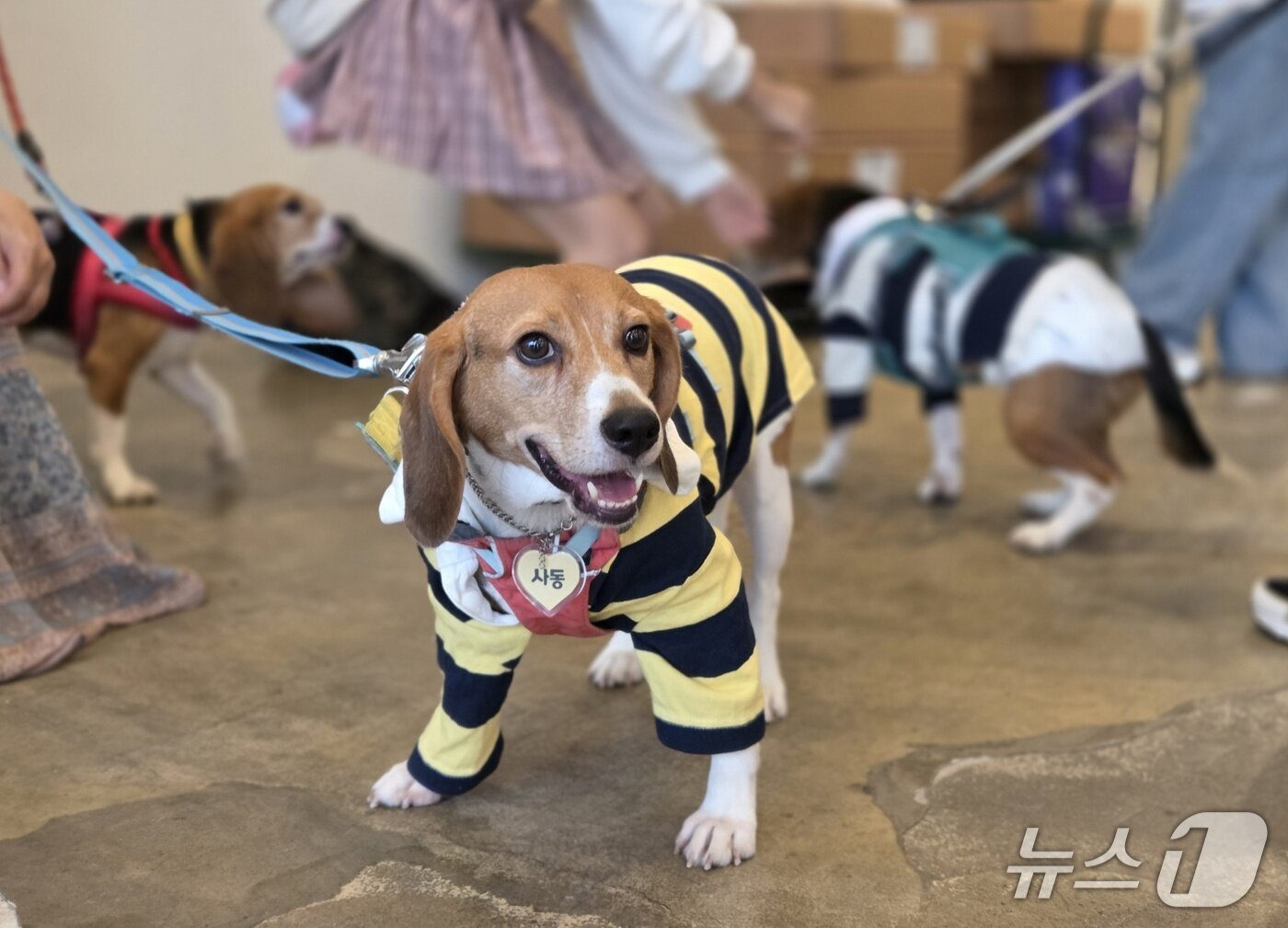 본문 이미지 - 가족을 찾기 위해 제2회 비글 입양제에 참석한 &#39;사동&#39; ⓒ 뉴스1 한송아 기자