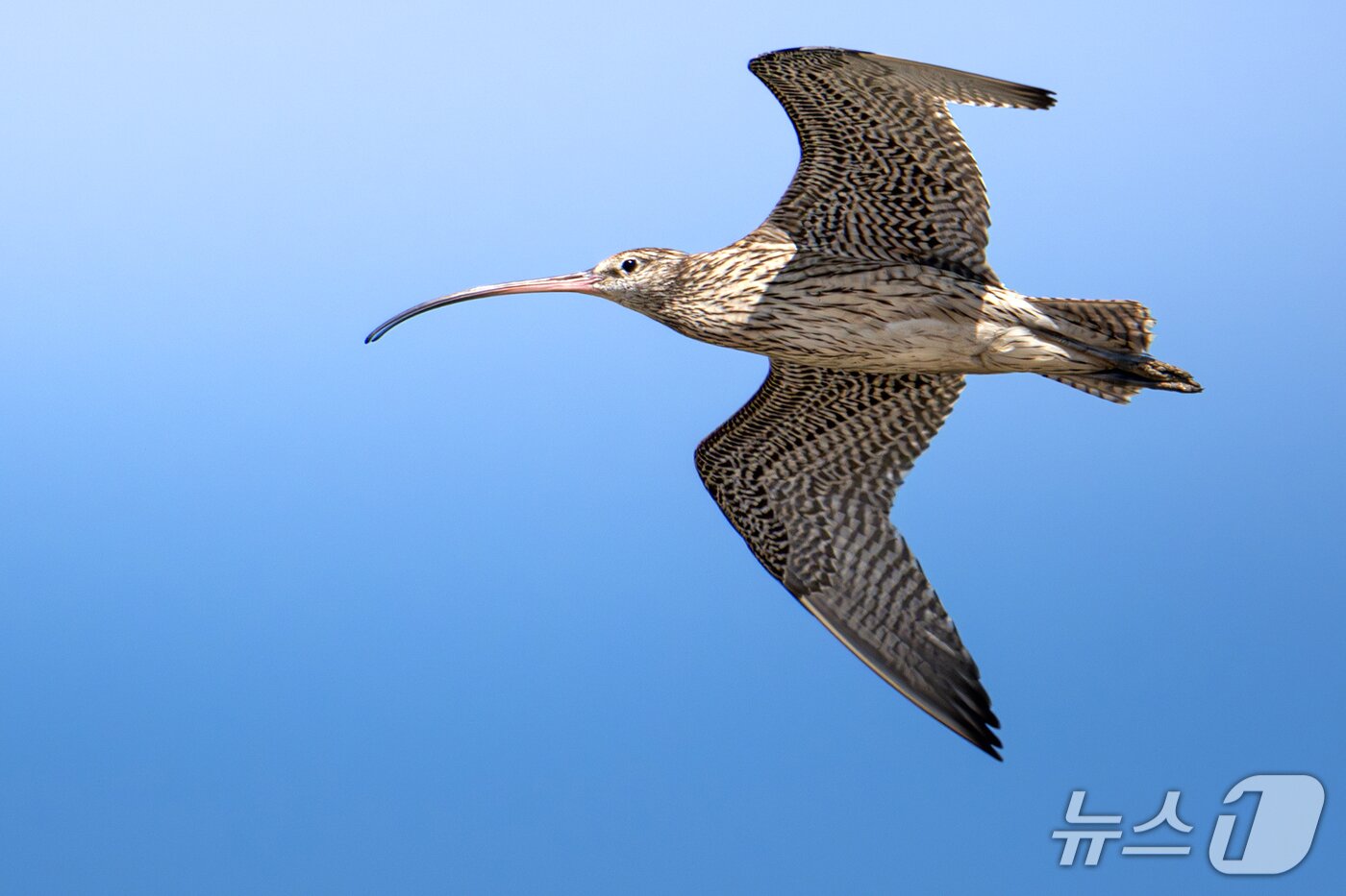 본문 이미지 - 조현표 새 통신원이 촬영한 알락꼬리마도요의 모습.&#40;울산시 제공. 재판매 및 DB금지&#41;/뉴스1