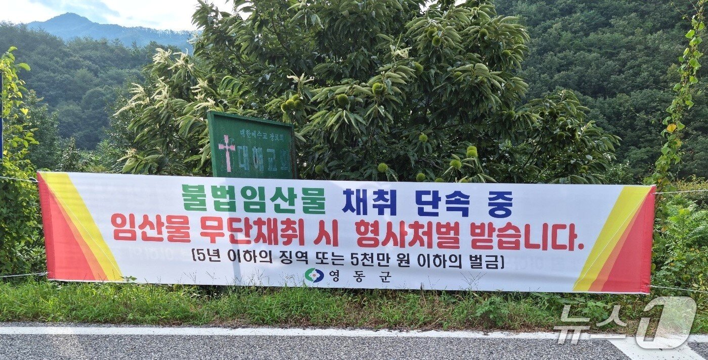 본문 이미지 - 불법임산물 채취 단속 현수막  (영동군 제공. 재판매 및 DB금지) /뉴스1