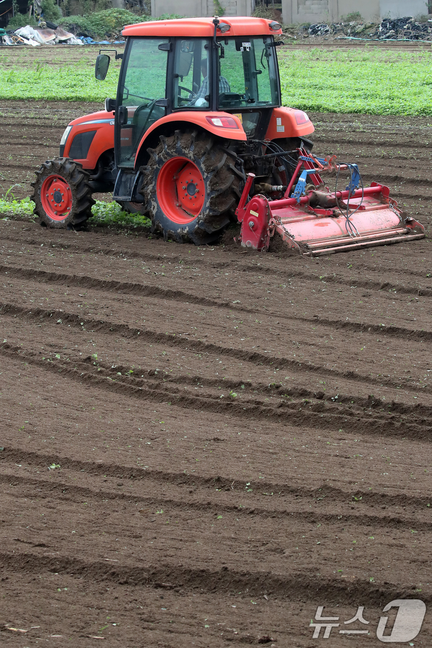 (대구=뉴스1) 공정식 기자 = 13일 오전 대구 동구 숙천동 들녘에서 한 농부가 양파를 심기 위해 트랙터를 이용해 여름내 풀이 자란 밭을 부지런히 갈고 있다. 10월 중순~하순 …