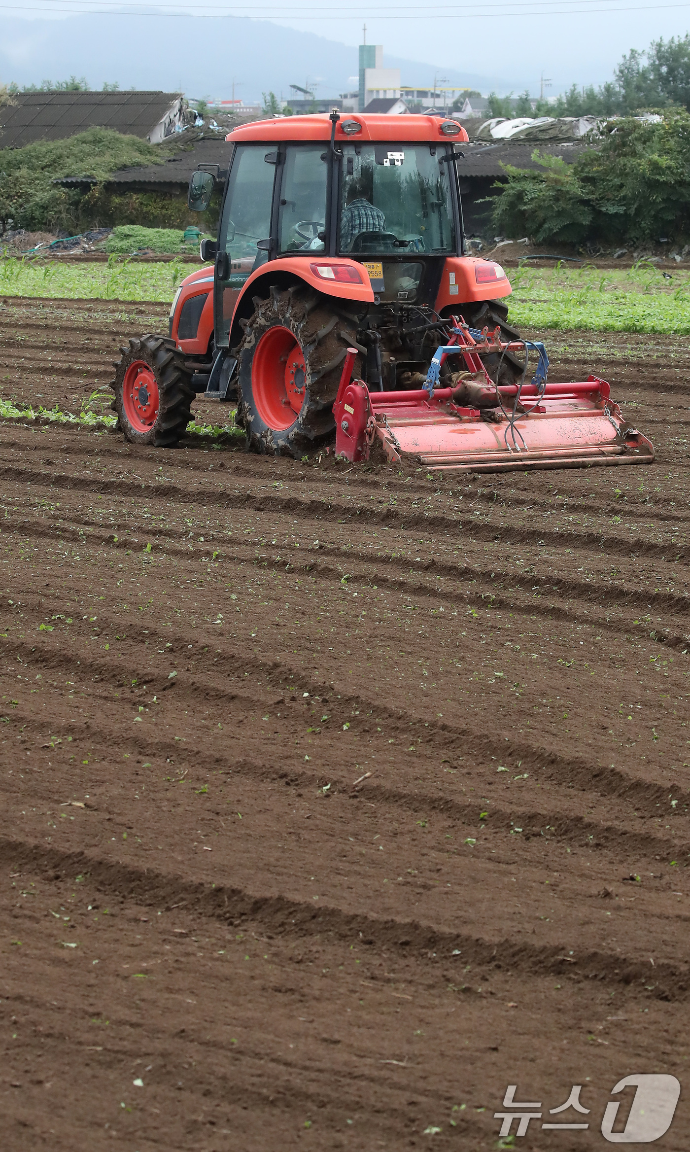 (대구=뉴스1) 공정식 기자 = 13일 오전 대구 동구 숙천동 들녘에서 한 농부가 양파를 심기 위해 트랙터를 이용해 여름내 풀이 자란 밭을 부지런히 갈고 있다. 10월 중순~하순 …