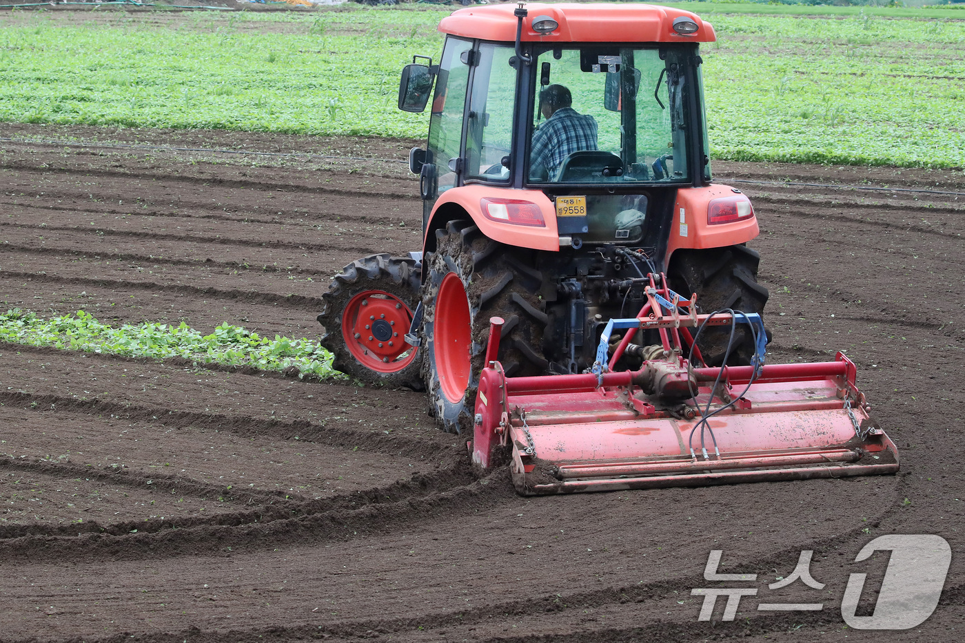 (대구=뉴스1) 공정식 기자 = 13일 오전 대구 동구 숙천동 들녘에서 한 농부가 양파를 심기 위해 트랙터를 이용해 여름내 풀이 자란 밭을 부지런히 갈고 있다. 10월 중순~하순 …