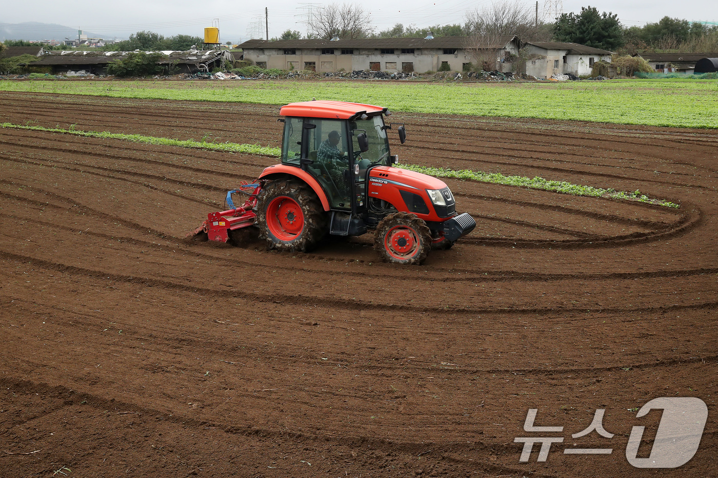 (대구=뉴스1) 공정식 기자 = 13일 오전 대구 동구 숙천동 들녘에서 한 농부가 양파를 심기 위해 트랙터를 이용해 여름내 풀이 자란 밭을 부지런히 갈고 있다. 10월 중순~하순 …
