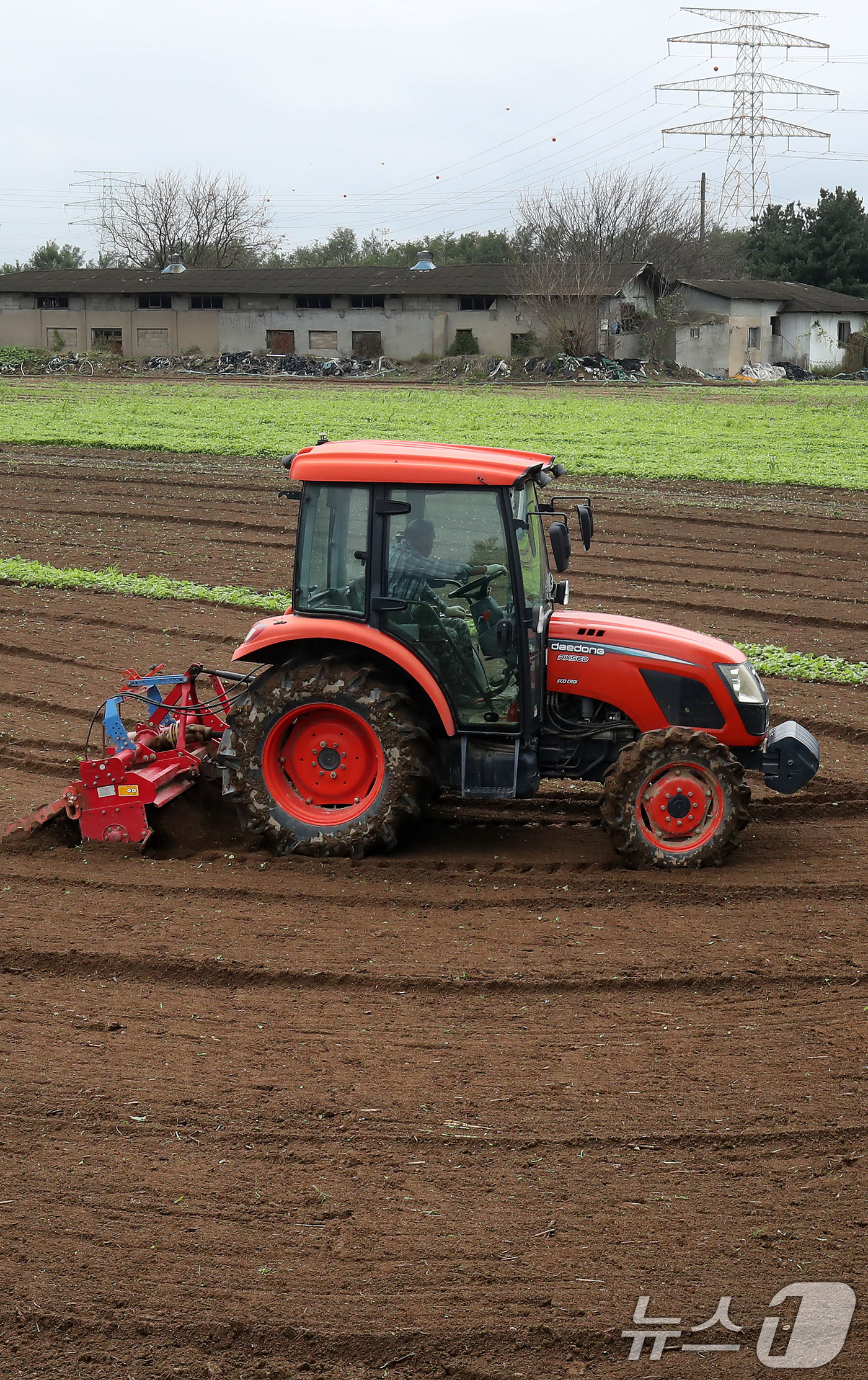 (대구=뉴스1) 공정식 기자 = 13일 오전 대구 동구 숙천동 들녘에서 한 농부가 양파를 심기 위해 트랙터를 이용해 여름내 풀이 자란 밭을 부지런히 갈고 있다. 10월 중순~하순 …