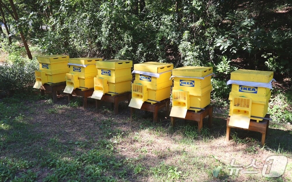 본문 이미지 - 이케아 매장 야외공간에 설치된 양봉통. &#40;이케아 제공&#41;