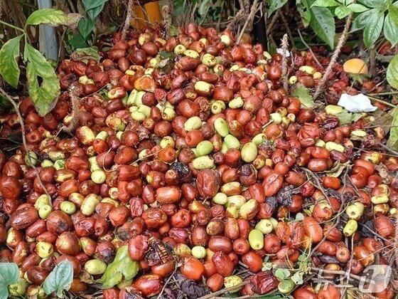 본문 이미지 - 계속된 가을비로 충북 보은군의 대표 특산물인 대추가 열과와 함께 속이 썩어들어가는 현상이 심화하면서 버려지고 있다. &#40;독자 제공. 재판매 및 DB금지&#41; /뉴스1