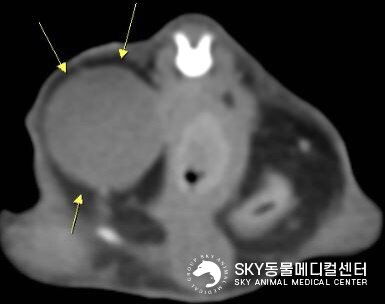 본문 이미지 - CT 검사에서 방광 탈장이 확인된 모습&#40;스카이동물메디컬센터 제공&#41; ⓒ 뉴스1