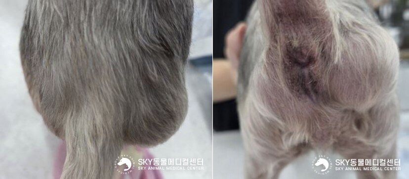 본문 이미지 - 혹처럼 오해하기 쉬운 회음부 탈장은 중년 이상의 중성화하지 않은 수컷에서 빈발하는 질환이다&#40;스카이동물메디컬센터 제공&#41;. ⓒ 뉴스1