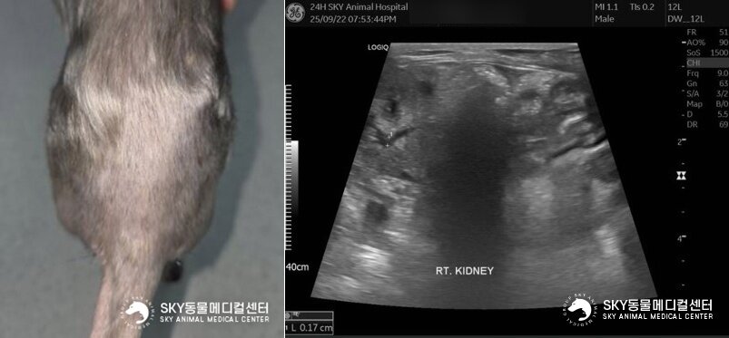본문 이미지 - 탈장 수술 후 정상적으로 회복된 모습. 초음파 검사 결과 확장된 신우와 요관도 정상 범위 내로 확인됐다&#40;스카이동물메디컬센터 제공&#41;. ⓒ 뉴스1
