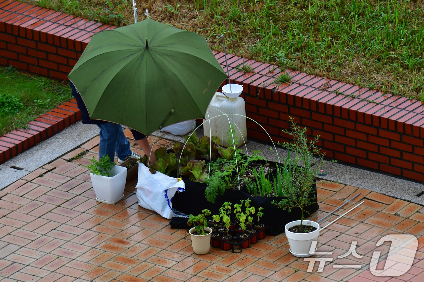 (포항=뉴스1) 최창호 기자 = 14일 경북 포항시청 옥상에 있는 작은 텃밭에서 한 직원이 휴식 시간을 이용해 상추 등 작물을 살펴보고 있다. 2025.10.14/뉴스1