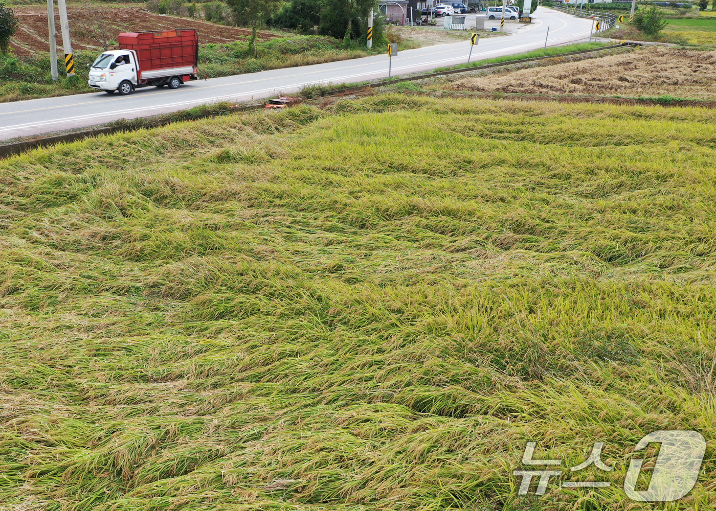 (여주=뉴스1) 김영운 기자 = 수확이 한창인 10월 중순에도 비가 연달아 내려 농산물 피해가 급증하고 있다.사진은 14일 경기 여주시의 한 논에 벼가 가을 비바람에 쓰러져 있는 …