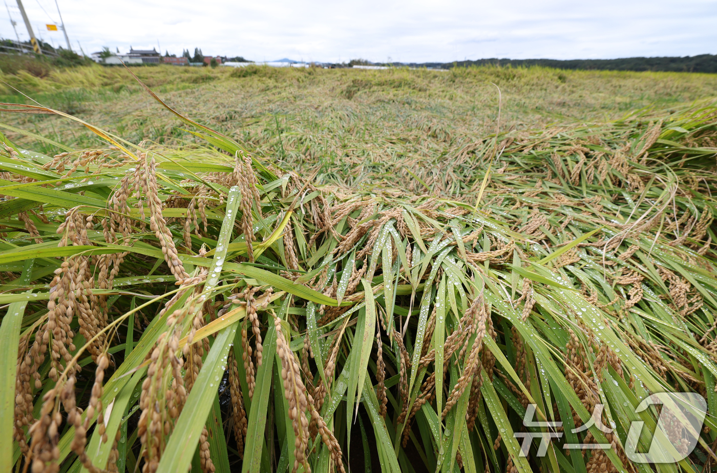 (여주=뉴스1) 김영운 기자 = 수확이 한창인 10월 중순에도 비가 연달아 내려 농산물 피해가 급증하고 있다.사진은 14일 경기 여주시의 한 논에 벼가 가을 비바람에 쓰러져 있는 …