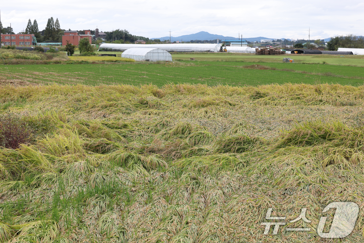 (여주=뉴스1) 김영운 기자 = 수확이 한창인 10월 중순에도 비가 연달아 내려 농산물 피해가 급증하고 있다.사진은 14일 경기 여주시의 한 논에 벼가 가을 비바람에 쓰러져 있는 …