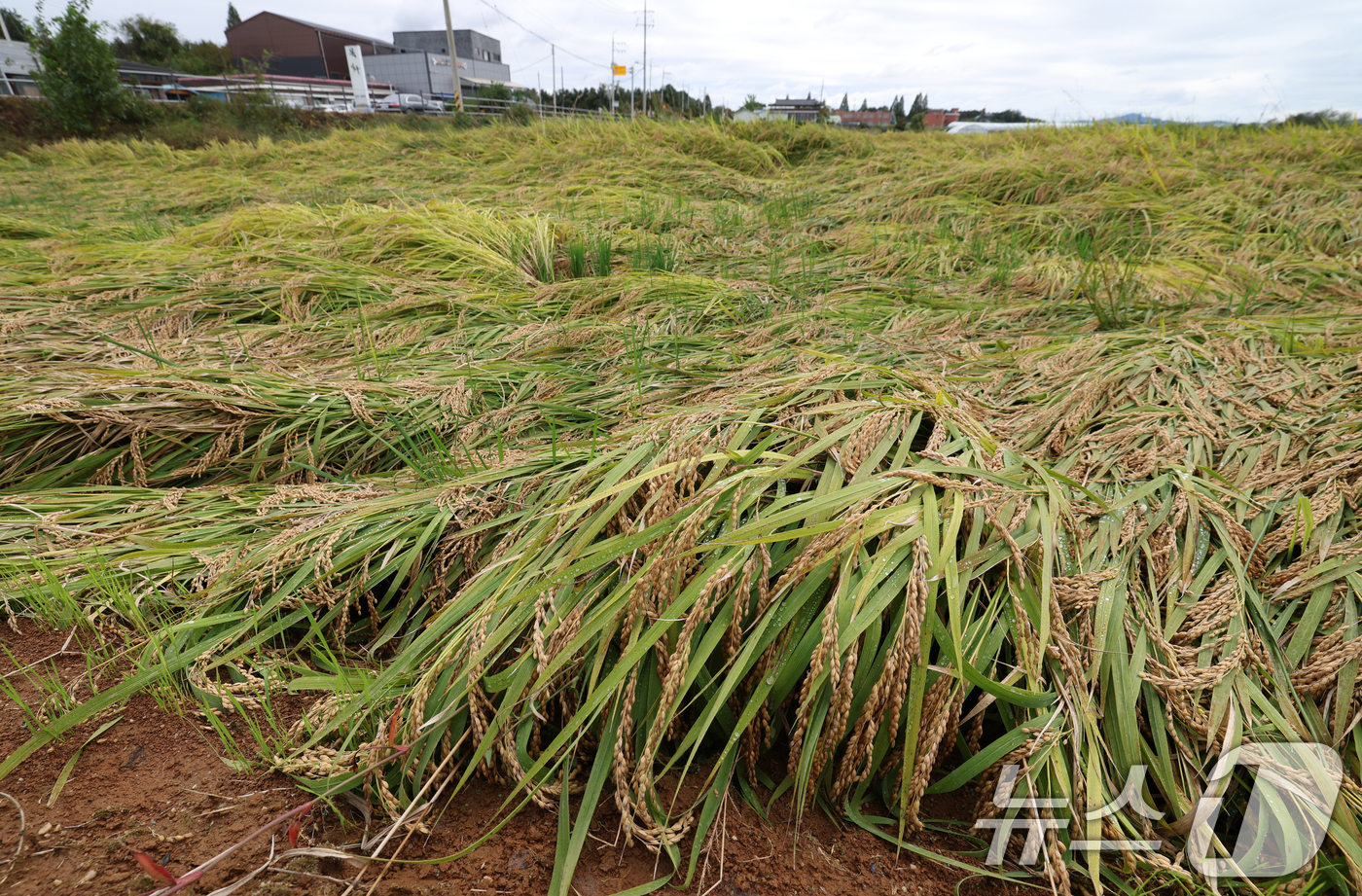 (여주=뉴스1) 김영운 기자 = 수확이 한창인 10월 중순에도 비가 연달아 내려 농산물 피해가 급증하고 있다.사진은 14일 경기 여주시의 한 논에 벼가 가을 비바람에 쓰러져 있는 …