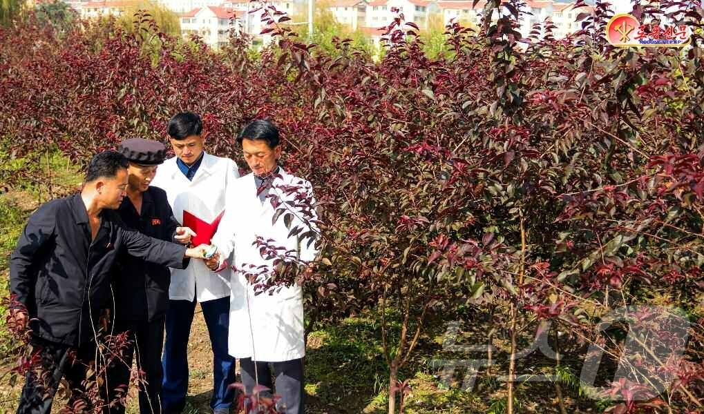 (평양 노동신문=뉴스1) = 북한 노동당 기관지 노동신문은 강계원림연구소에서 풍토를 순화시키는 나무모들을 확보했다고 15일 보도했다. [국내에서만 사용가능. 재배포 금지. DB 금 …