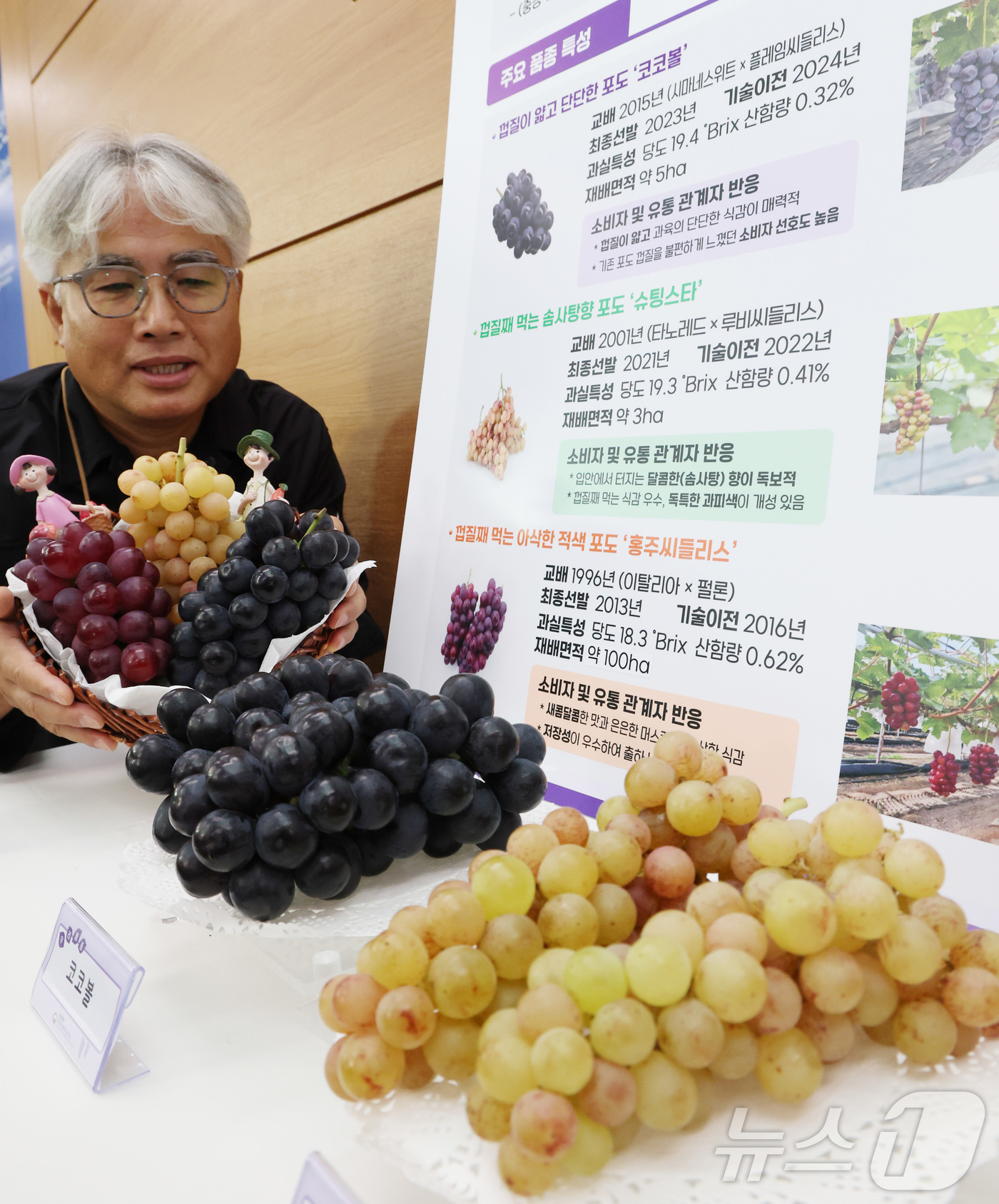 (세종=뉴스1) 김기남 기자 = 농촌진흥청 국립원예특작과학원 관계자가 15일 세종시 정부세종청사 농식품부에서 '코코볼', 슈팅스타', '홍주씨들리스' 등 신품종 포도의 특성을 설명 …