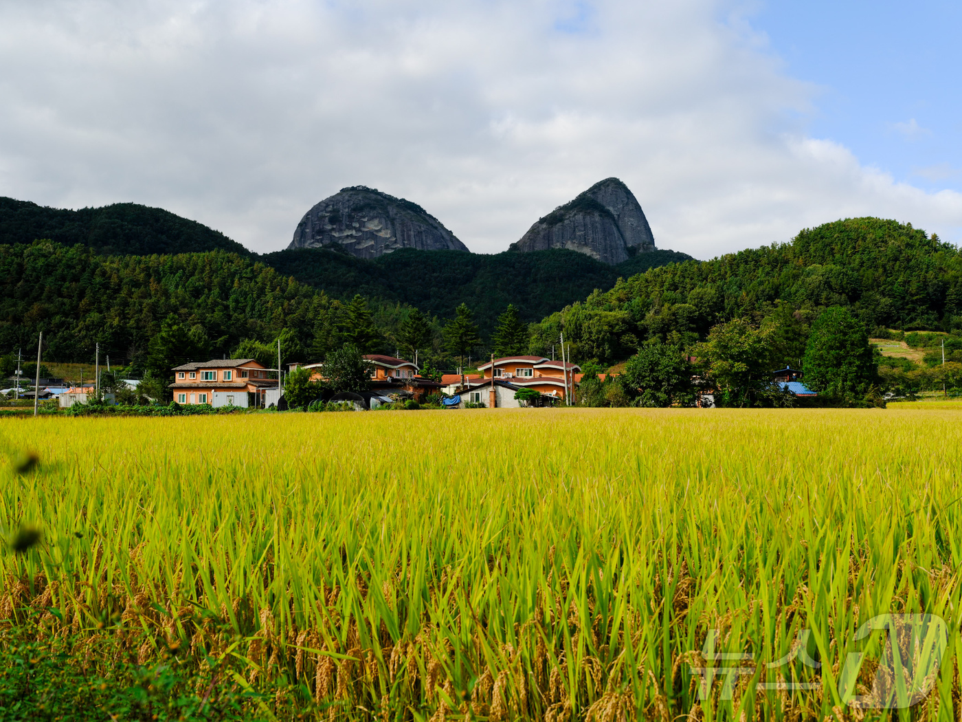 (진안=뉴스1) 김동규 기자 = 15일 전북 진안군의 대표 관광지인 마이산이 선명히 모습을 드러낸 가운데 황금빛으로 익어가는 논이 가을의 풍요로움을 전하고 있다. 수확을 앞둔 들녘 …