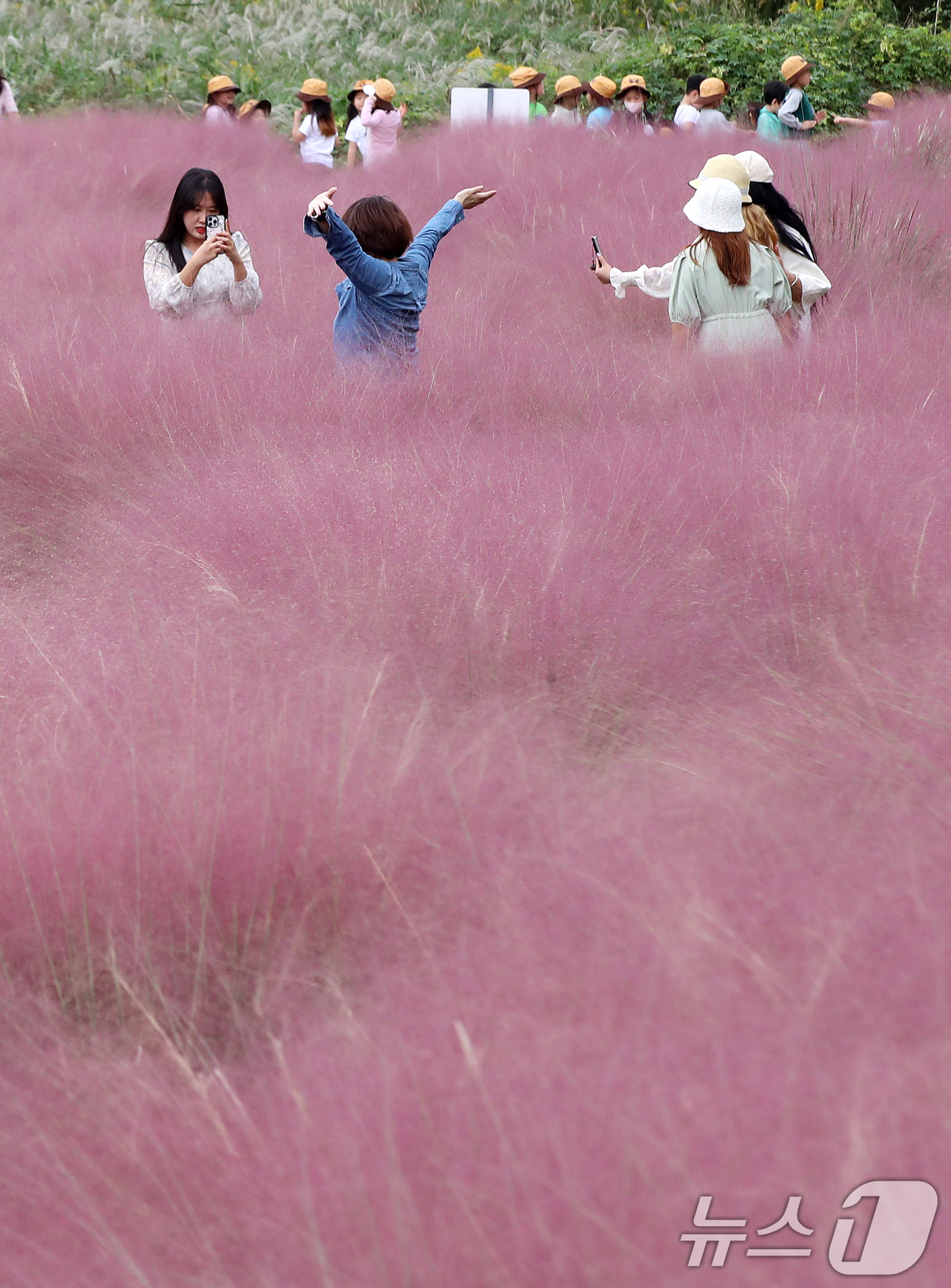 (부산=뉴스1) 윤일지 기자 = 가을 날씨를 보인 15일 오후 부산 강서구 대저생태공원을 찾은 시민들이 활짝 핀 핑크뮬리를 감상하고 있다.  2025.10.15/뉴스1