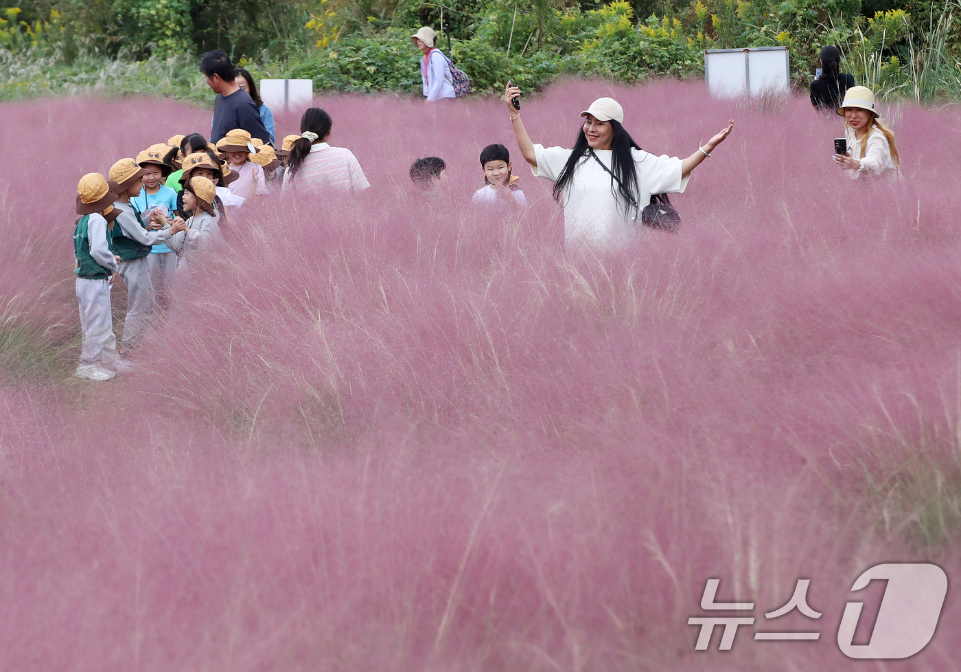 (부산=뉴스1) 윤일지 기자 = 가을 날씨를 보인 15일 오후 부산 강서구 대저생태공원을 찾은 어린들과 외국인들이 활짝 핀 핑크뮬리를 감상하고 있다.  2025.10.15/뉴스1