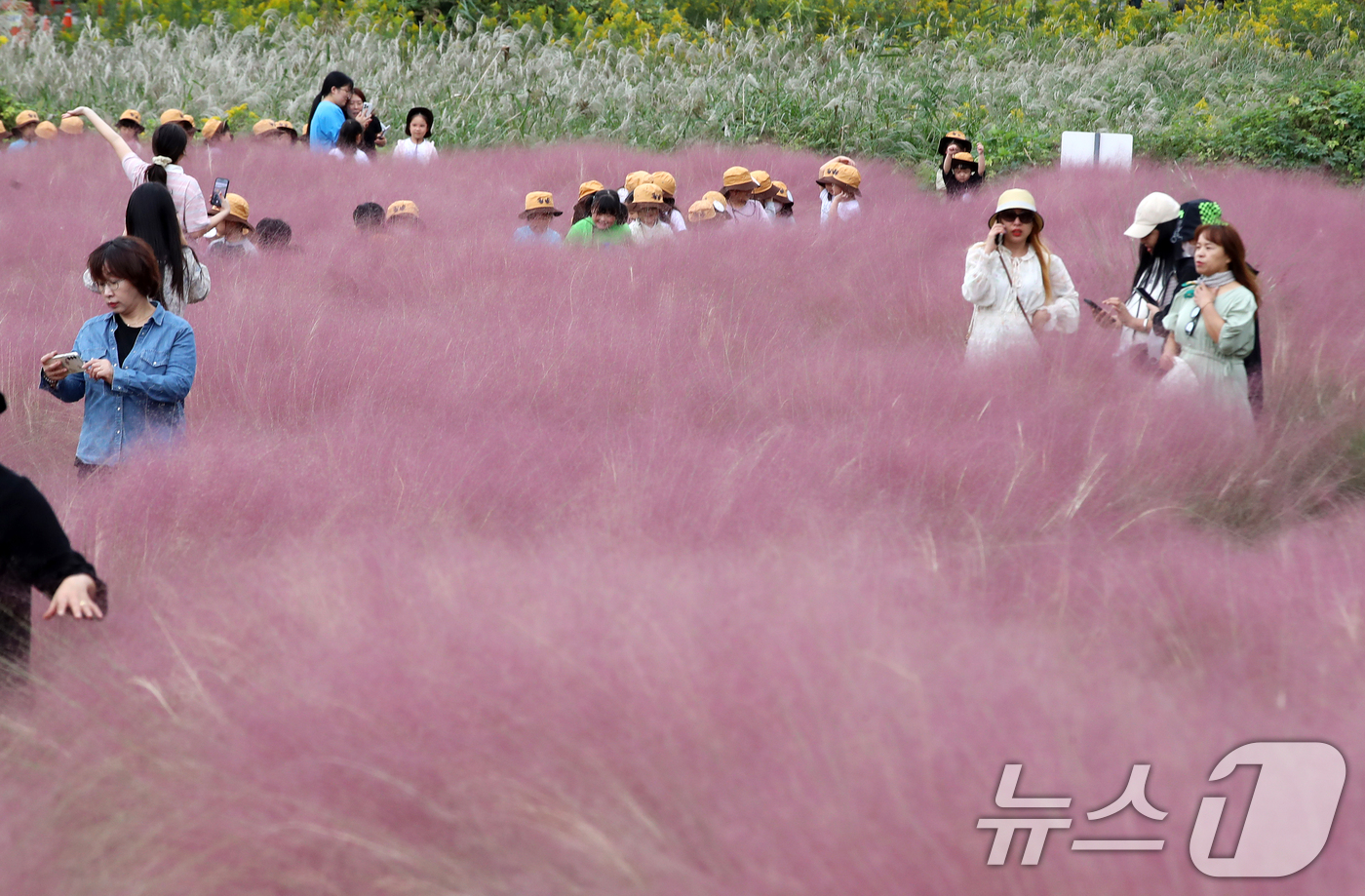 (부산=뉴스1) 윤일지 기자 = 가을 날씨를 보인 15일 오후 부산 강서구 대저생태공원을 찾은 어린이들과 외국인 등이 활짝 핀 핑크뮬리를 감상하고 있다.  2025.10.15/뉴스 …