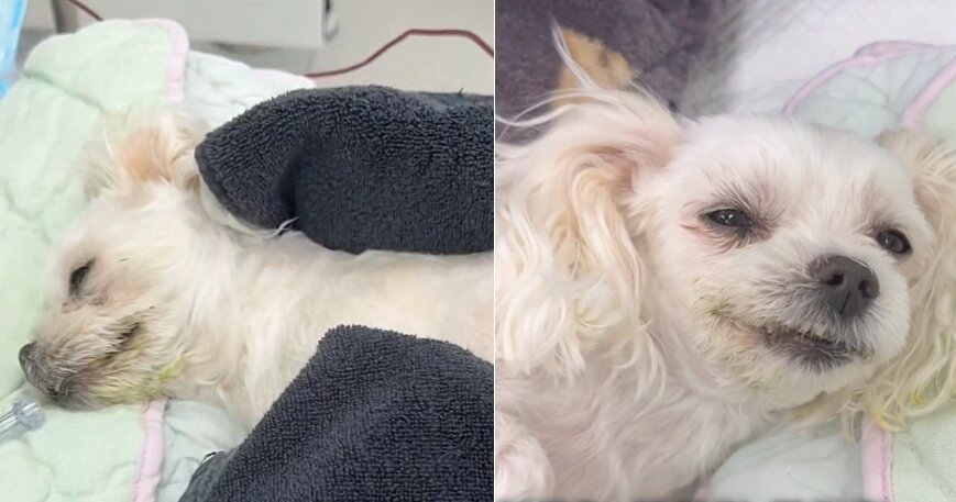 본문 이미지 - 의식불명으로 내원한 반려견 &#39;사랑이&#39;가 긴급 수혈 후 의식을 차리는 모습&#40;병원 제공&#41; ⓒ 뉴스1