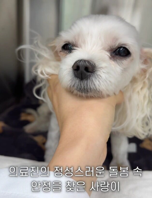 본문 이미지 - 수혈 치료 후 상태가 안정된 사랑이&#40;병원 제공&#41; ⓒ 뉴스1