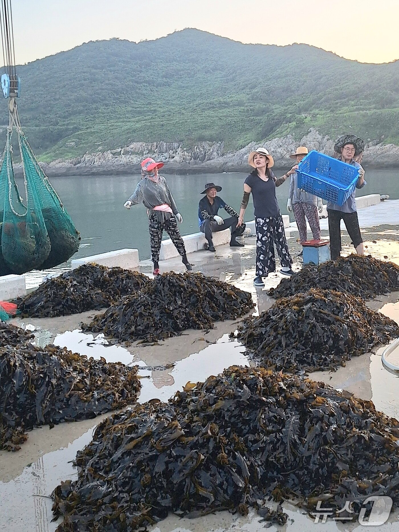 본문 이미지 - 세상에서 가장 공정한 ‘외병도 미역 분배’장면. 대표로 선정된 주민이 신발 짝을 미역 더미 위로 던지고 있다.&#40;이장 김대성 씨 제공, 재판매 및 DB 금지&#41;/뉴스1